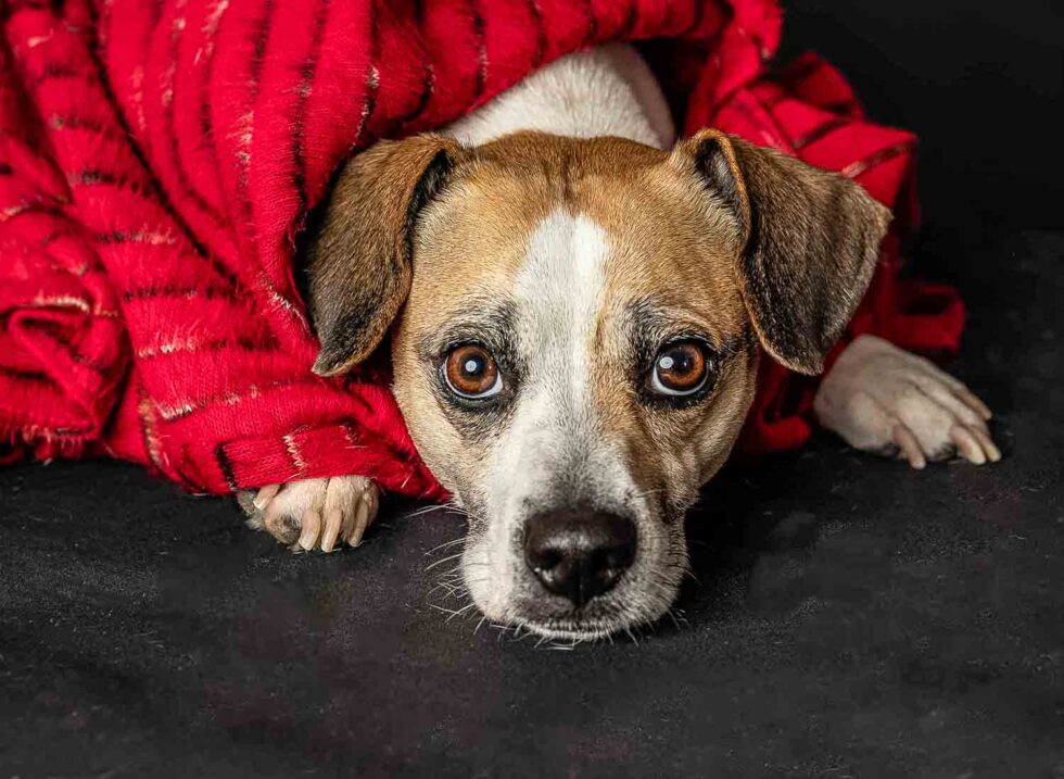 Perro tumbado rodeado con una tela roja en una sesión de fotos con mascota en estudio