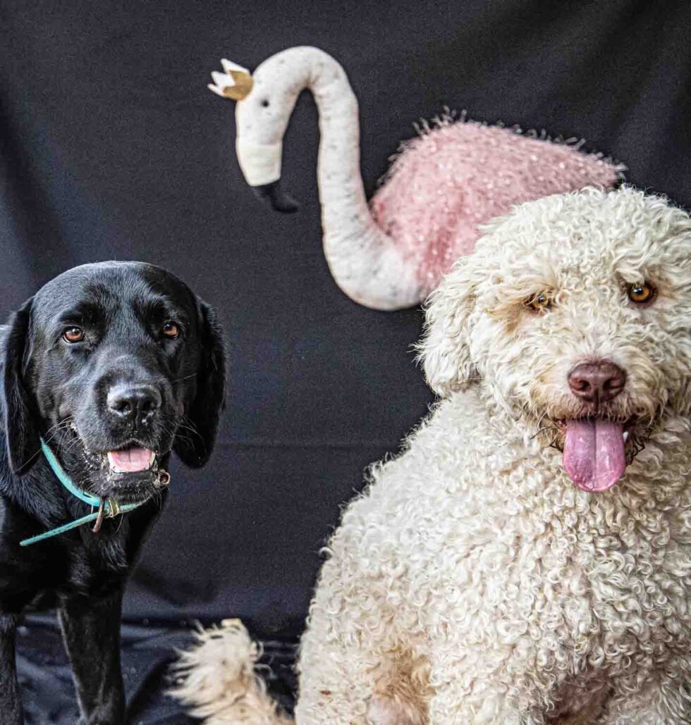 Dos perros (blanco y negro) mirando a cámara en una sesión de fotos